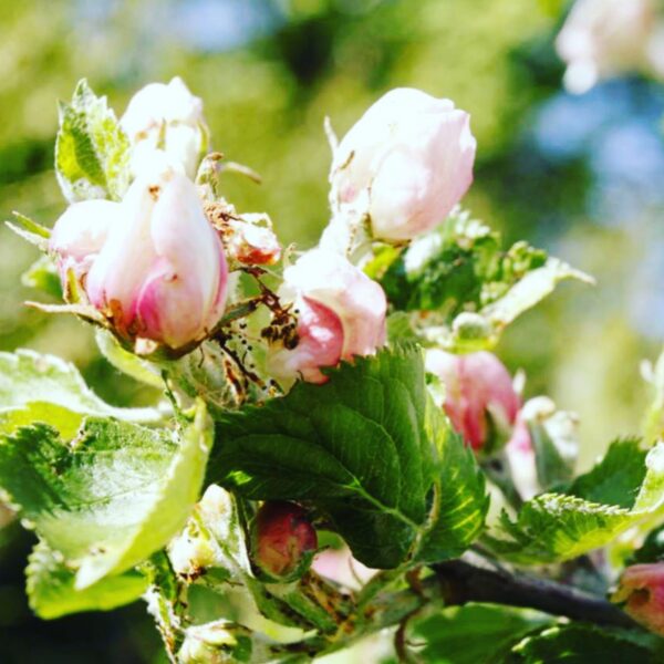 SÉRUM YEUX aux pluri-actifs de pomme – Image 6
